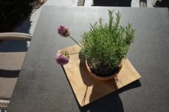 Ploß Rabida Sitzgruppe, Champagner-meliert, Polyrattan, Tisch 90 X 90 Cm, 4 Stapelsessel, Glasplatte In Steinoptik -Dopple Geschaft 9 21071.jpg